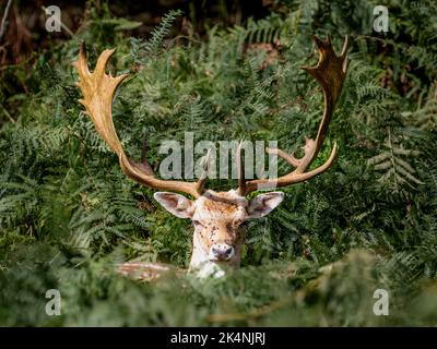 Eine Nahaufnahme des Kopfes und der Antler eines Rotschwanzhirschen Stockfoto