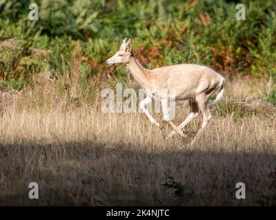 Ein Warnhinweis für den Red Tailed Hind Stockfoto