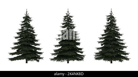 Drei Pinien auf weißem Hintergrund - verschiedene POV - 3D Rendering Stockfoto