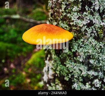 Wilder Orangen- und Rotpilz, der auf einem Baum an der Cutler Coast, Maine wächst Stockfoto