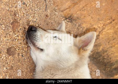 Getöteten Hund beim Hundefest in Yulin, Provinz Guangxi, China Stockfoto