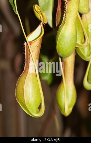 Nepenthes, Chiang Mai, Thailand Stockfoto