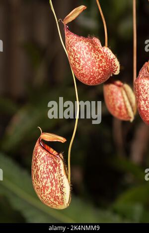 Nepenthes, Chiang Mai, Thailand Stockfoto