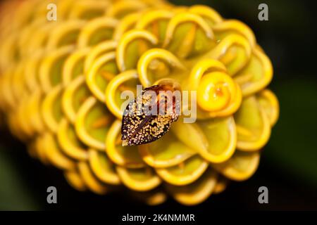 Zingiber spectabile, echte Ingwerart, beheimatet im maritimen Südostasien Stockfoto