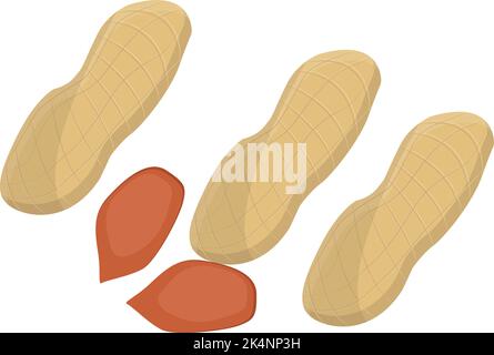 Erdnusspflanze, Illustration, Vektor auf weißem Hintergrund. Stock Vektor