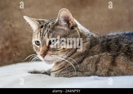 Wunderschöne, weibliche, kurzhaarige Tabby-Katze mit braunen Streifen, die auf einem weißen Kissen ruht. Stockfoto