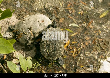 Gewöhnliche Flussschildkröte im Lebensraum. Verschmutztes Reservoir. Ökologische Probleme. Stockfoto