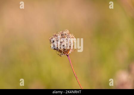 Königin Annes Spitzenblume, die zum Samen gegangen ist. Stockfoto