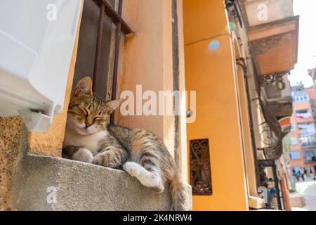 Eine streunende Katze, die vor dem Fenster eines Hauses im Istanbuler Stadtteil Balat sitzt. Streunende Katzen aus Istanbul. Türkische Kultur. Stockfoto