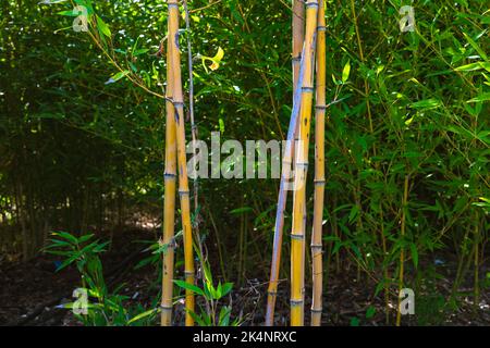 Bambusstämme im Fokus und Bambus im Hintergrund. Gartenarbeit oder Natur oder Park Hintergrundbild Foto. Stockfoto
