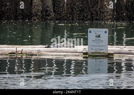 Poulsbo, Washington/USA - 10. Juli 2020: Ein Schild von NOAA, um die Robbenjungen nicht zu stören, mit einem Robbenjungen, der in der Nähe des Schildes liegt. Stockfoto