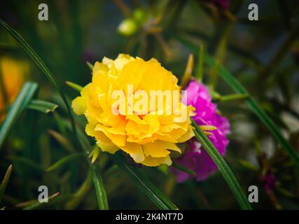 Eine Nahaufnahme von bunten, moosrosa purslanen Blumen im Garten bei Tageslicht Stockfoto