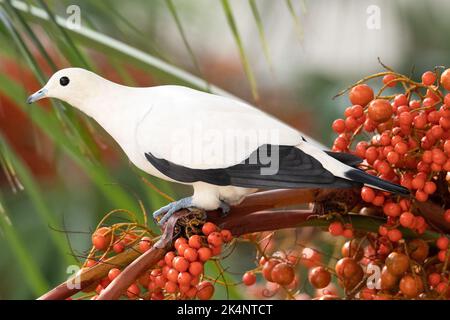 Eine Nahaufnahme einer schönen weißen Rattentaube, die auf einem Ast mit roten Beeren thront Stockfoto