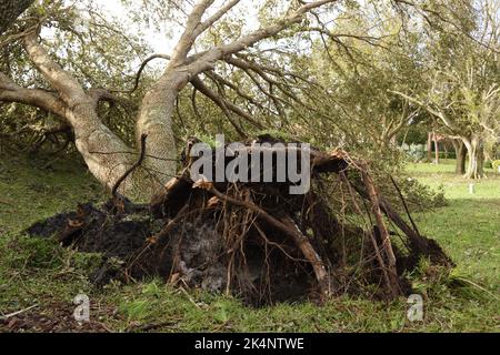 Die Folgen des Hurrikans Ian, Kategorie 4, der am 28. September 2022 den Südwesten Floridas traf. Die große Eiche wurde durch heftigen Sturm entwurzelt. Stockfoto