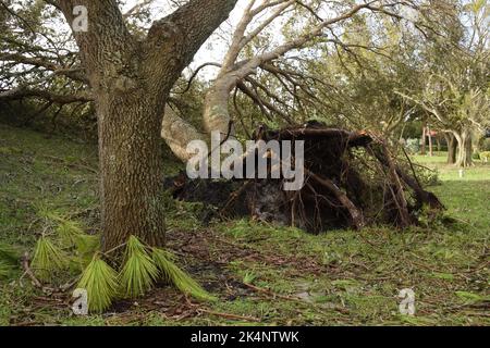 Die Folgen des Hurrikans Ian, Kategorie 4, der am 28. September 2022 den Südwesten Floridas traf. Große Eiche wurde durch den böigen Sturm entwurzelt. Stockfoto