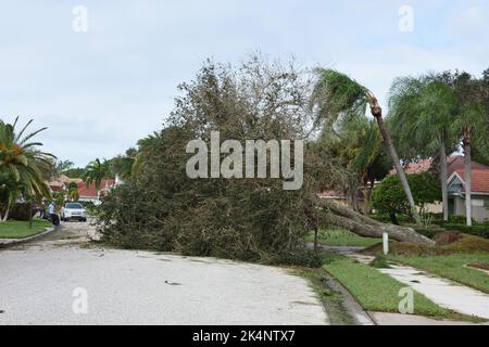 Die Nachwirkungen des Hurrikans Ian, der am 28. September 2022 den Südwesten Floridas traf. Die große Eiche fiel in der Wohngemeinschaft auf die Straße. Stockfoto