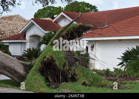 Die Nachwirkungen des Hurrikans Ian, der am 28. September 2022 den Südwesten Floridas traf. Die große Eiche wurde im Vorgarten durch den schweren Sturm entwurzelt. Stockfoto