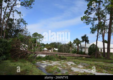 Der hohe Baum fiel herunter und blockierte die Straße nach dem Hurrikan Ian, der am 28. September 2022 das Wohngebiet in Nokomis, Florida, traf. Stockfoto