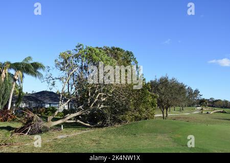 Die Nachwirkungen des Hurrikans Ian, der am 28. September 2022 den Südwesten Floridas traf. Die große Eiche auf dem Golfplatz wurde durch den böigen Sturm entwurzelt. Stockfoto