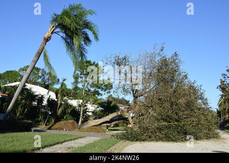 Die Folgen des Hurrikans Ian, Kategorie 4, der im September 2022 den Südwesten Floridas traf. Die große Eiche fiel während des schweren Sturms auf die Straße. Stockfoto