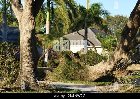 Die Folgen des Hurrikans Ian, Kategorie 4, der am 28. September 2022 den Südwesten Floridas traf. Große Eiche wurde im Vorort von der Grafschaft der Stadt ausgerottet. Stockfoto