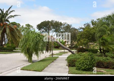Die Palme neigte sich aufgrund des bösen Windes des Hurrikans Ian, der am 28. September 2022 das Wohngebiet von Nokomis in Florida, USA, traf. Stockfoto