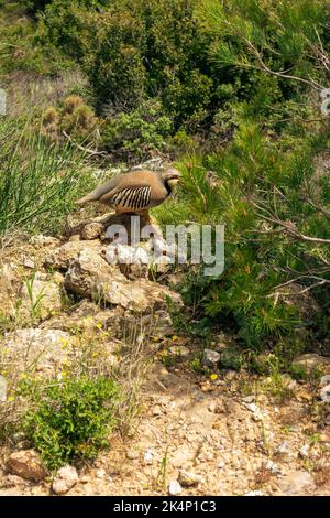 Rebhuhn in der Natur. Wildes Rotbeinige-Rebhuhn in natürlichem Lebensraum. Wildvögel zu Fuß auf dem Boden, Penteli Berg, Attica Griechenland Stockfoto