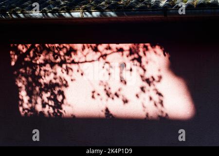 Sonnenlicht Schatten von Baumblättern auf dunkelroten Wand des alten Hauses Hintergrund. Stockfoto