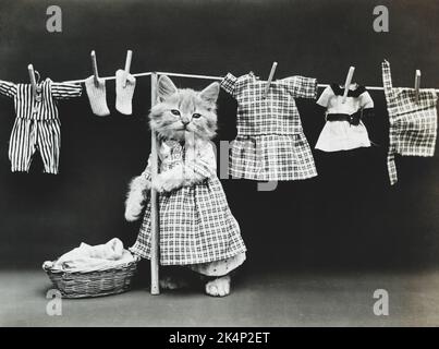 Ein Kätzchen, das Kleidung trägt und Kleidung an einer Wäscheleine hängt, befreit auf einem Foto mit dem Namen „Hanging Up the wash“ von Harry Whittier Stockfoto