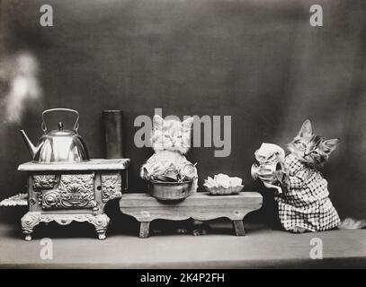 Zwei Kätzchen, die Kleidung und Geschirr tragen, befreit auf einem Foto namens „Washing Dishes“ von Harry Whittier Stockfoto