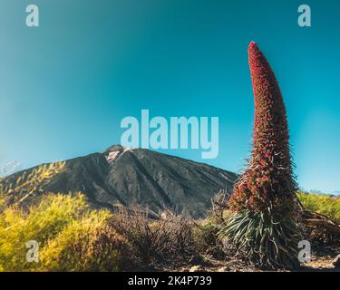 Eine malerische Aussicht auf den Teide-Berg und den Turm der Juwelen (Echium wildpretii) auf Teneriffa, Kanarische Inseln, Spanien Stockfoto