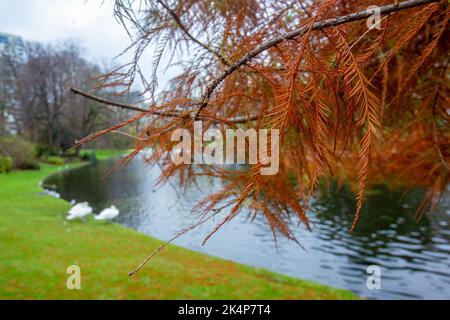 Orange Nadeln von Lärche und Schwäne in der Ferne.Guten Herbsttag in Brüssel im Park in der Nähe des EU-Gebäudes Stockfoto