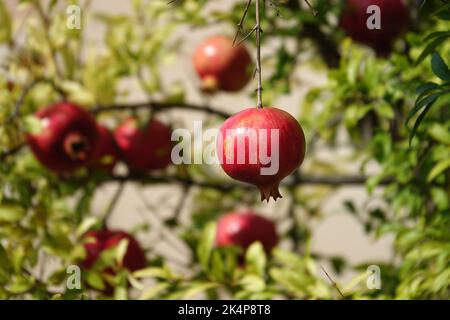 Rote, reife Granatapfelfrucht auf einem Baumzweig im Garten. Farbenfrohes Bild mit Platz für Text, Nahaufnahme. Rosh-haShana - Israelisches Neujahrssymbol Stockfoto