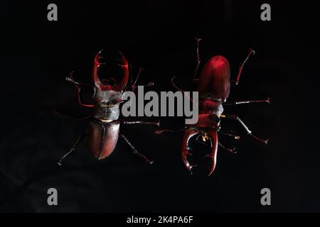 Schöne Insekten, die in der Roten Liste aufgeführt sind, größte seltene männliche Hirsche in europa - Lucanus cervius. Gehörnte Käfer Hirschen auf dunkler Oberfläche. Wildtiere. Nahaufnahme. Stockfoto