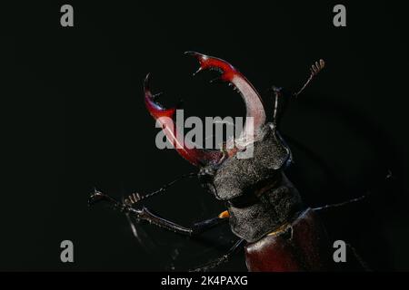 Schönes Insekt in der Roten Liste, größter seltener Hirsch in europa - Lucanus cervius. Gehörnte Käferhirsche auf schwarzer Oberfläche. Wildtiere. Nahaufnahme. Stockfoto