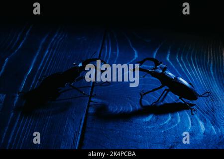 Schöne Insekten, die in der Roten Liste aufgeführt sind, größte seltene männliche Hirsche in europa - Lucanus cervius. Gehörnte Käfer Hirschen auf blauer Holzoberfläche. Wildtiere. Schließen Stockfoto