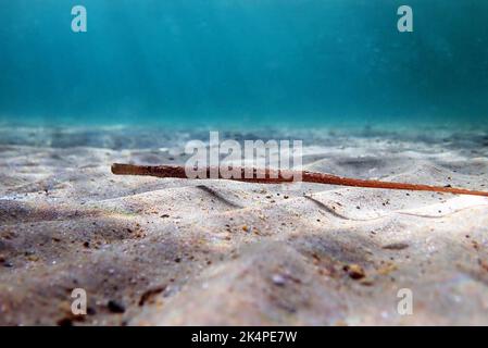 Unterwasseraufnahme in das Mittelmeer von Breitnasenpfeifen - (Syngnathus typhle) Stockfoto