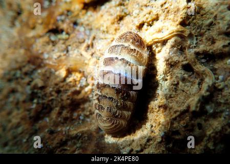 Gemeine See-Chiton-Schnecke - (Chiton olivaceus) Stockfoto
