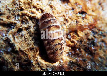 Gemeine See-Chiton-Schnecke - (Chiton olivaceus) Stockfoto