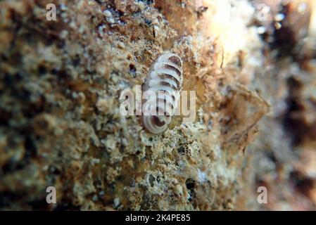 Gemeine See-Chiton-Schnecke - (Chiton olivaceus) Stockfoto