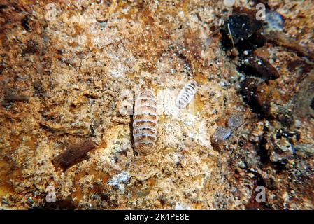 Gemeine See-Chiton-Schnecke - (Chiton olivaceus) Stockfoto