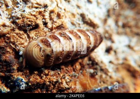 Gemeine See-Chiton-Schnecke - (Chiton olivaceus) Stockfoto