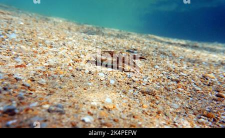 Unterwasserbild des europäischen Tintenfischs - Sepia officinalis Stockfoto