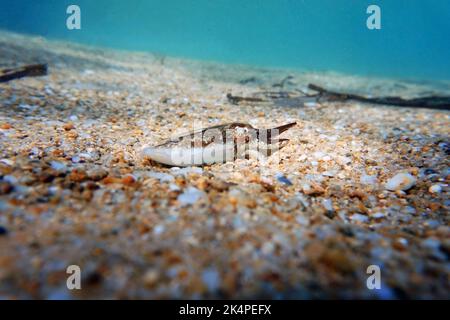 Unterwasserbild des europäischen Tintenfischs - Sepia officinalis Stockfoto