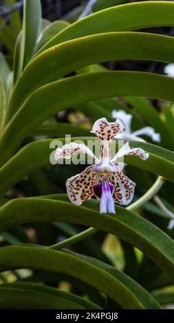 Vanda tricolor Orchidee ist eine Orchideenart, die in Indonesien, Südostasien, beheimatet ist Stockfoto