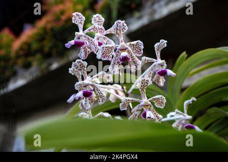 Vanda tricolor Orchidee ist eine Orchideenart, die in Indonesien, Südostasien, beheimatet ist Stockfoto