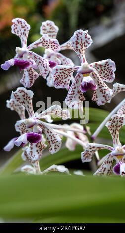 Vanda tricolor Orchidee ist eine Orchideenart, die in Indonesien, Südostasien, beheimatet ist Stockfoto