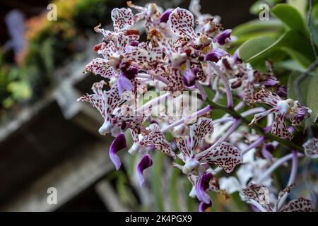 Vanda tricolor Orchidee ist eine Orchideenart, die in Indonesien, Südostasien, beheimatet ist Stockfoto