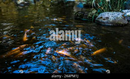 Indonesische Welse kriechen in einem bäuerlichen Teich zu essen. Schöne wilde Welse fressen Futter in Teichen Stockfoto