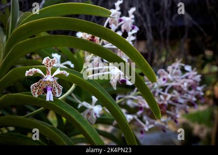 Vanda tricolor Orchidee ist eine Orchideenart, die in Indonesien, Südostasien, beheimatet ist Stockfoto